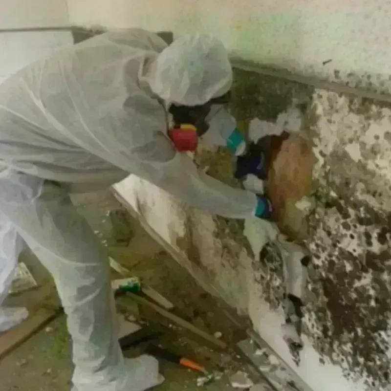 Mold Remediation and Removal in Cutler, FL